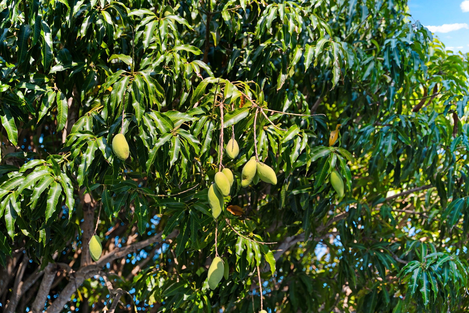 Mango Mama by Lido Key Vacations