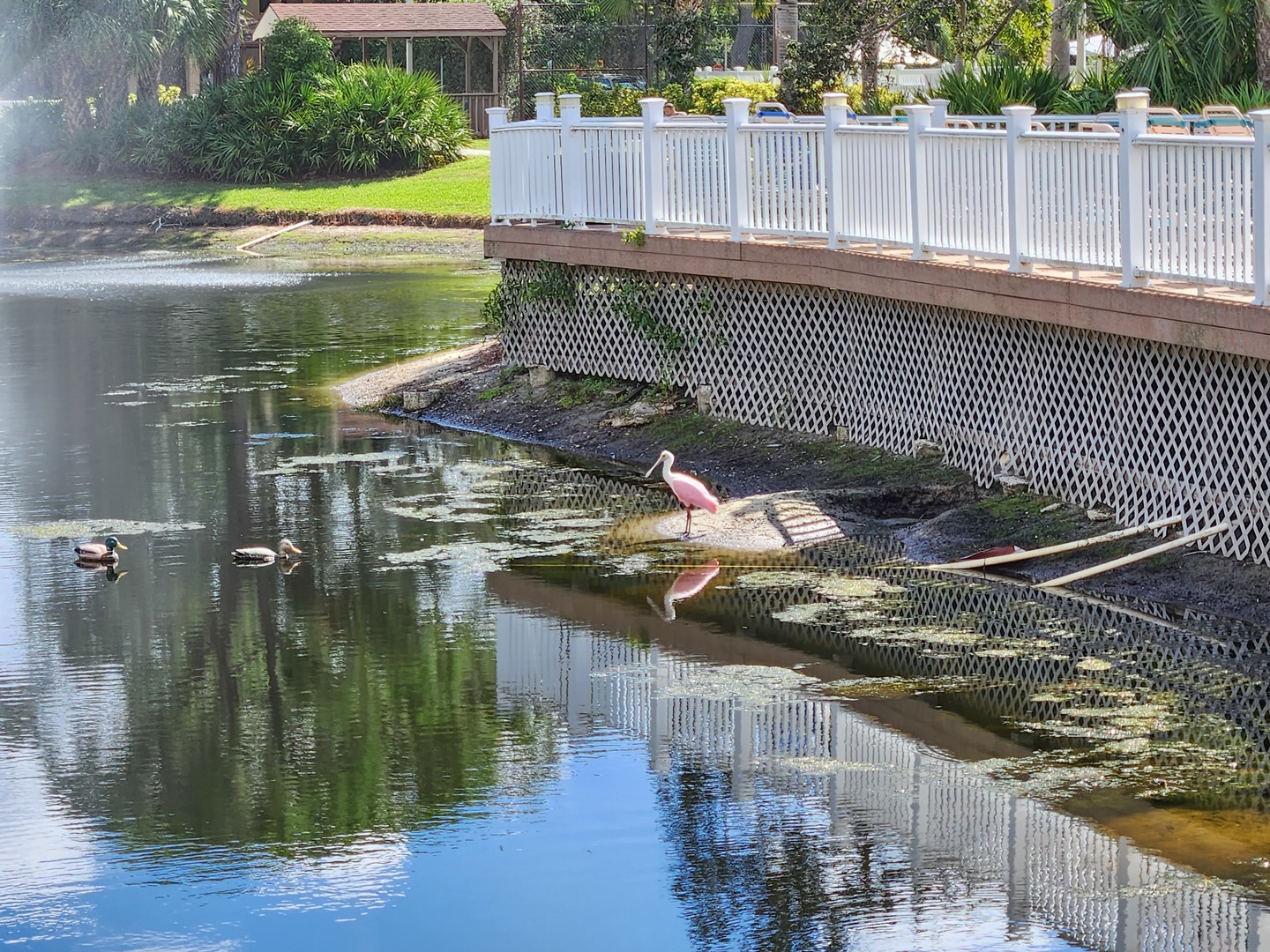 Natural wildlife thrives near this waterfront property, with herons and ducks creating a peaceful lakeside atmosphere.