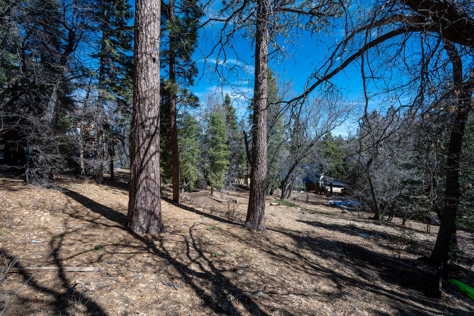 Peaceful forested area surrounds the property, creating a natural retreat setting among tall pines and deciduous trees.