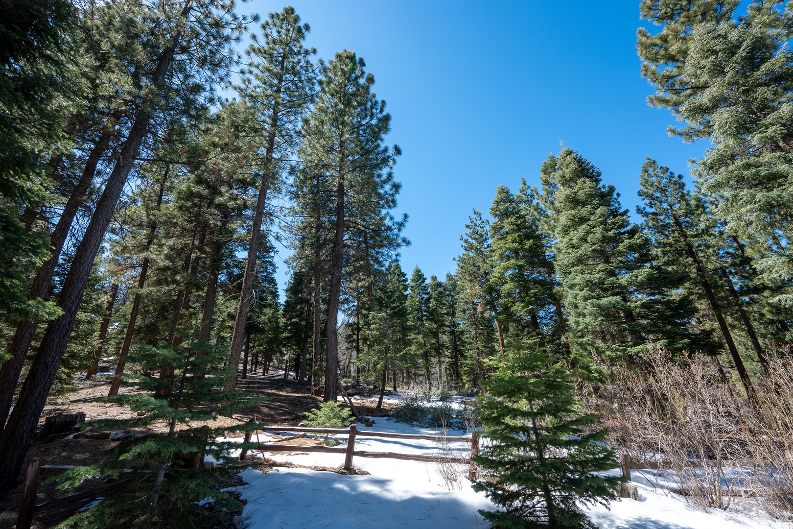 A serene winter landscape featuring towering pines and fresh snow under blue skies, showcasing the natural beauty surrounding the property.