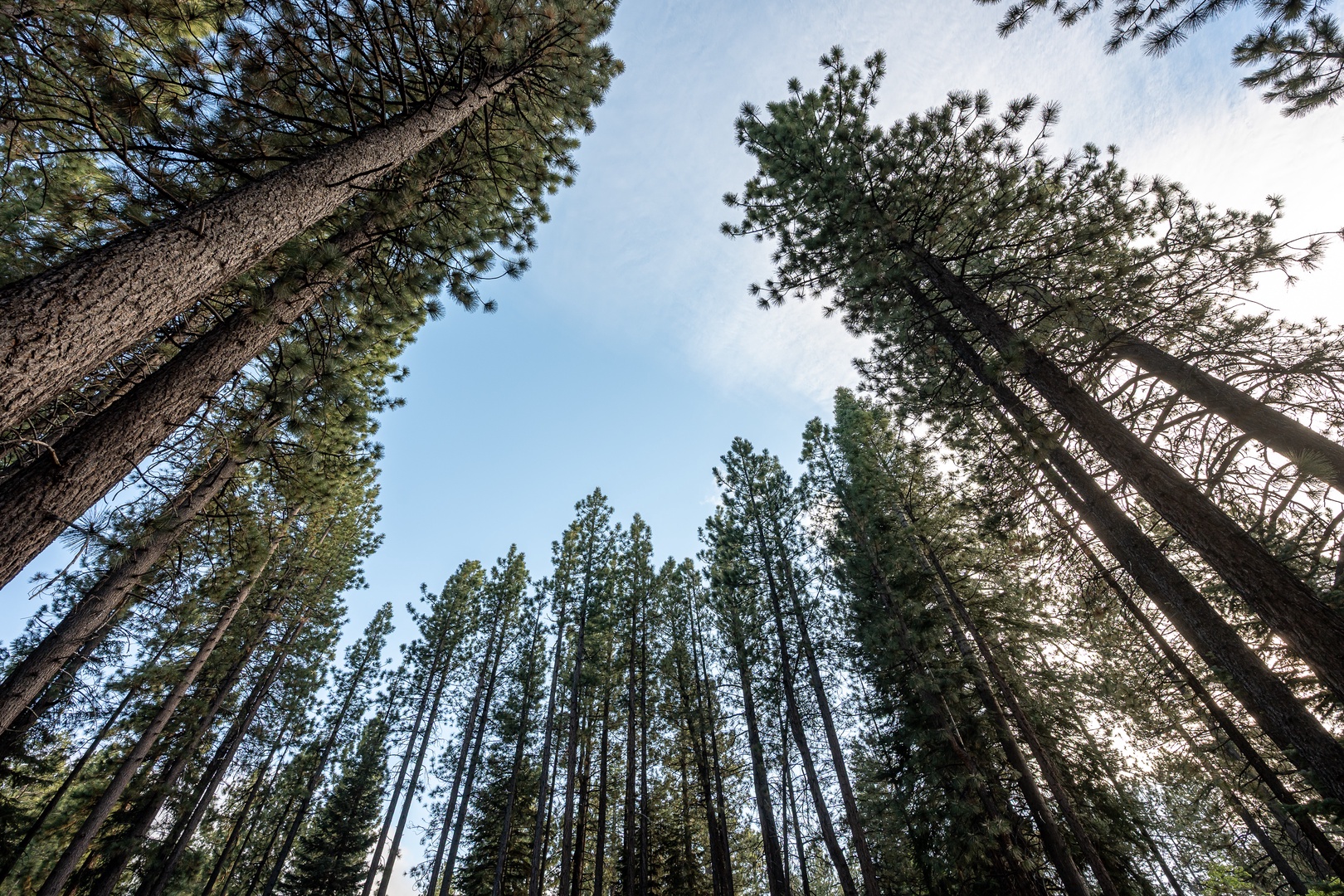Towering pines surround the property, offering a serene natural landscape perfect for a peaceful mountain getaway.