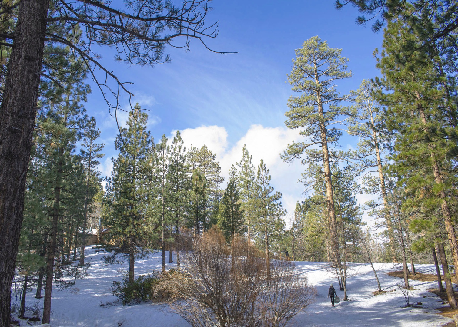 Pine Knot trail trees