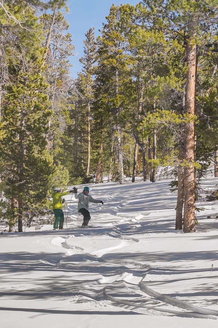Fresh powder snow creates perfect skiing conditions through towering pine forests on sunny winter days.