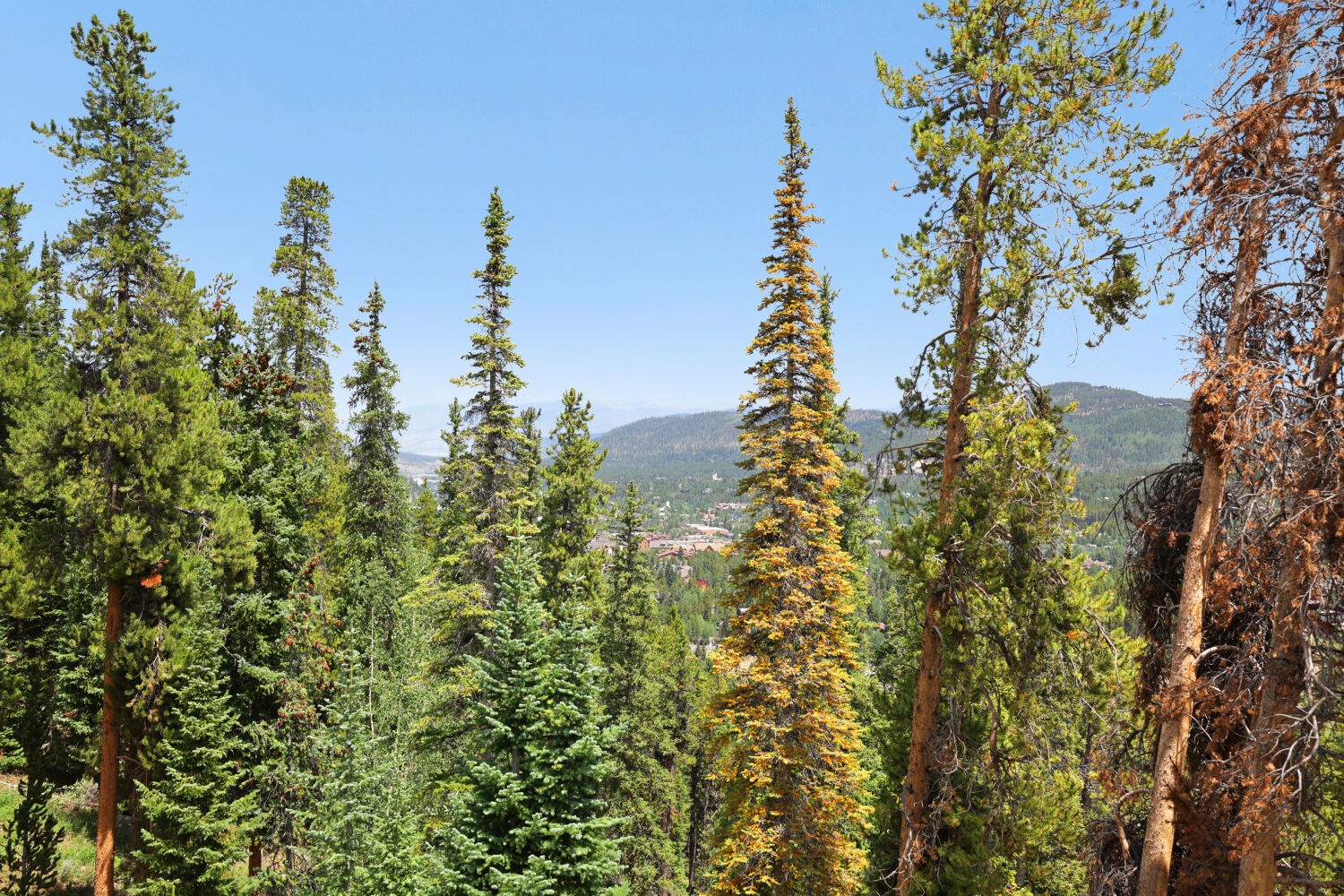Towering evergreens frame distant mountain peaks and forested slopes, with one striking golden tree catching the afternoon sun under clear blue skies.