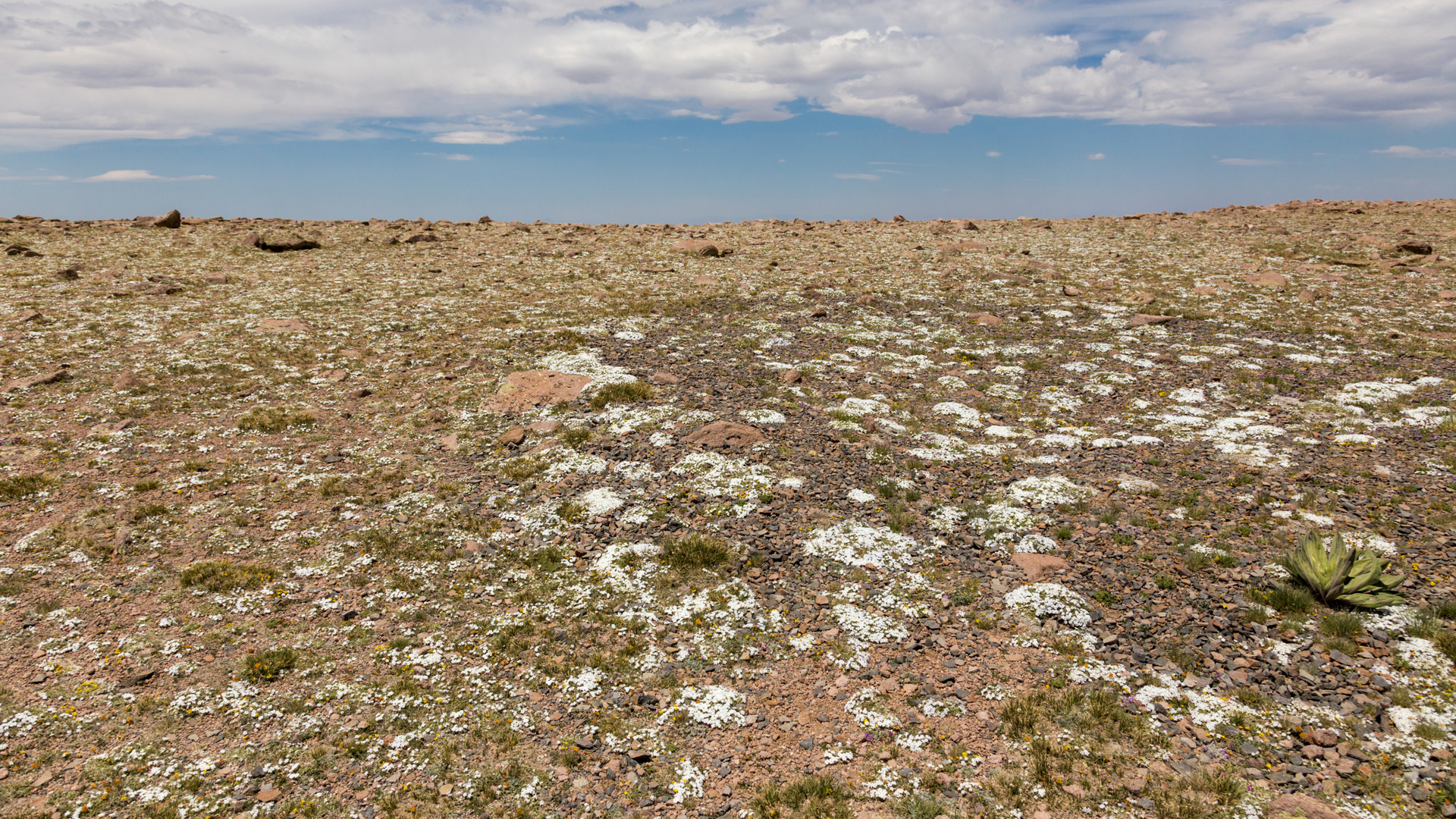 Expansive desert plateau dotted with native wildflowers and scattered vegetation stretches toward distant horizons beneath sweeping skies, defining the rugged natural landscape surrounding the property.