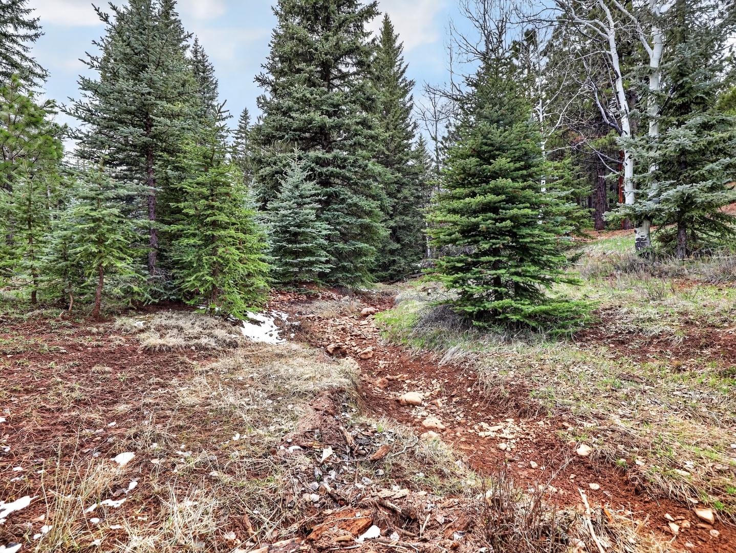 Peaceful forest setting with privacy and natural beauty