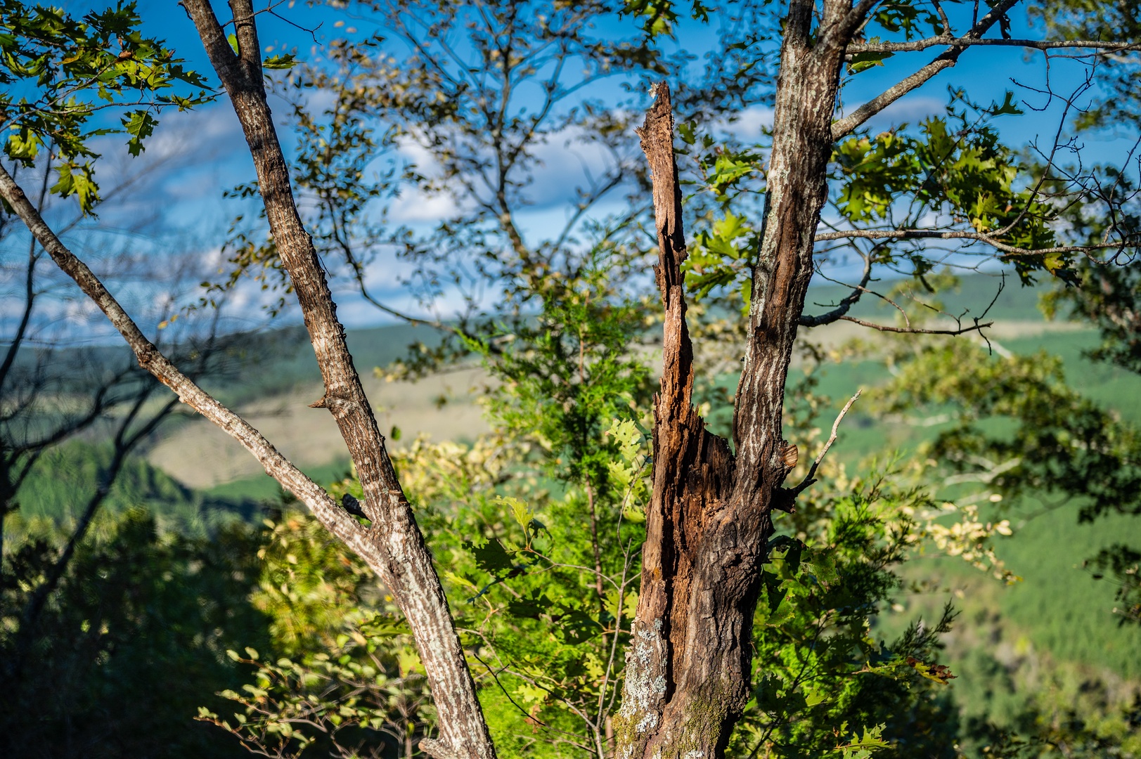 Peaceful countryside views stretch beyond mature trees, offering a tranquil natural setting for the property.