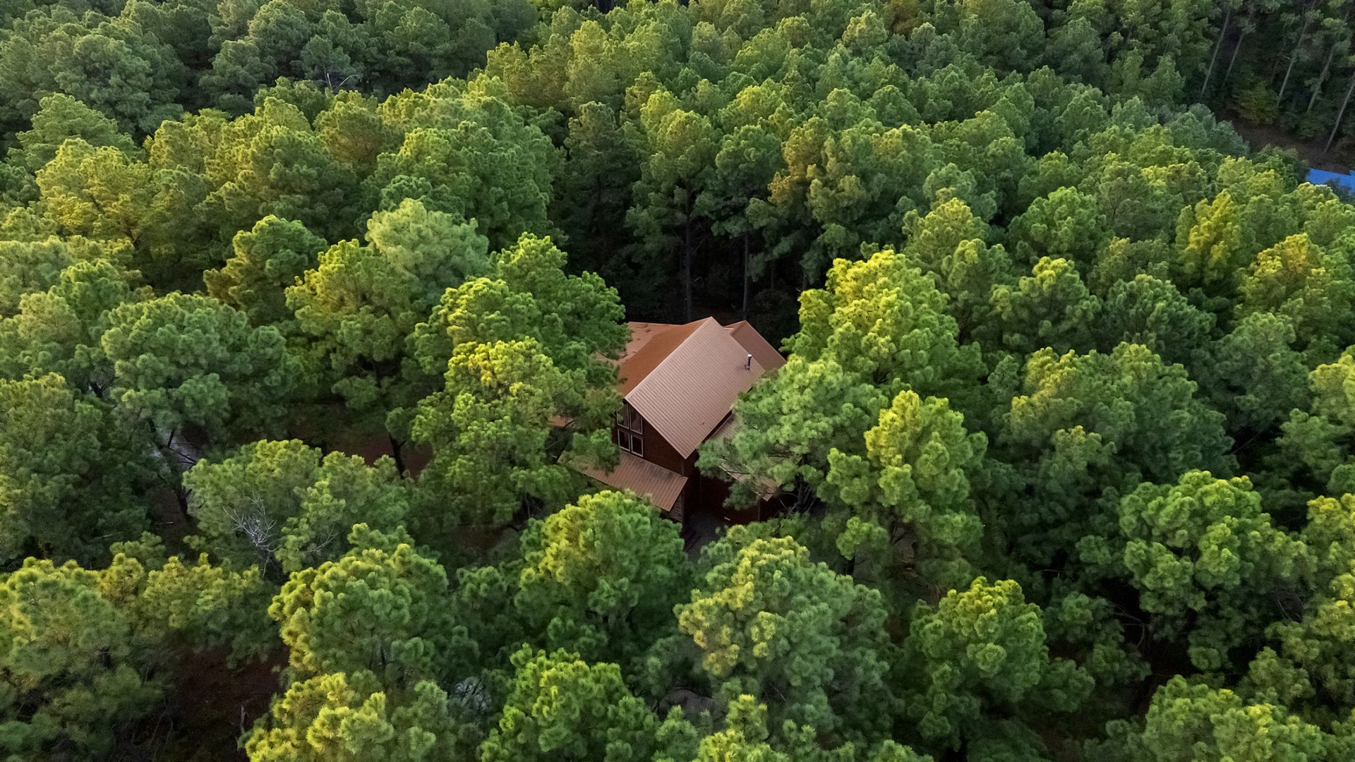 A secluded forest retreat nestled among towering trees, offering complete privacy and a deep connection to nature.