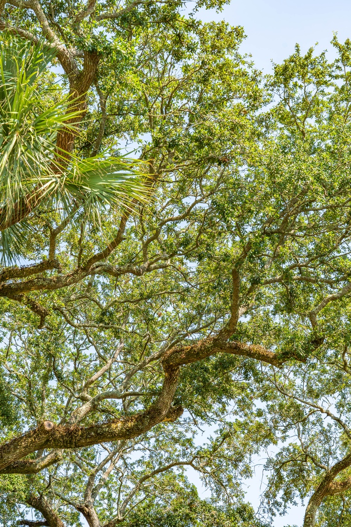 Sunlight filters through lush tree canopy and tropical foliage, showcasing the property's natural surroundings and outdoor environment.