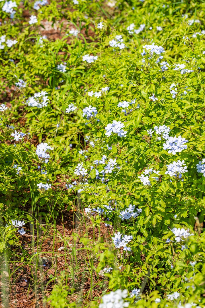 A lush garden bursting with vibrant greenery and delicate blue blossoms—a peaceful natural retreat to complement your stay.