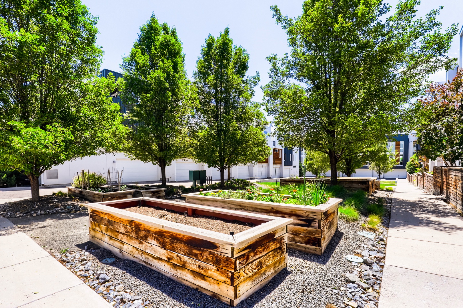A peaceful community garden with raised planter beds surrounded by mature trees and modern residential buildings.