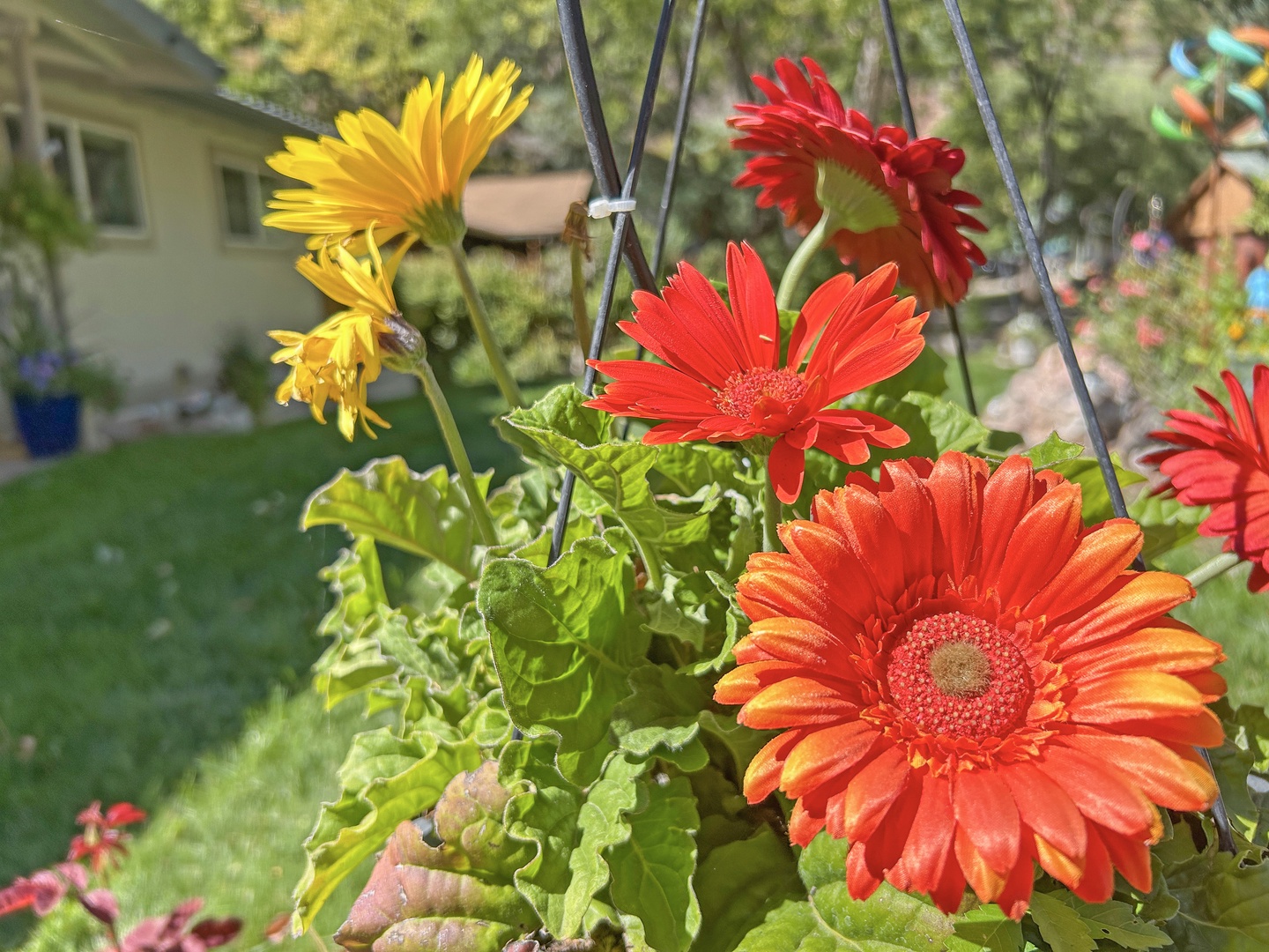 A bright burst of yellow and reddish-orange flowers adding cheerful color to the yard.