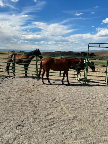 Horses located on property for viewing