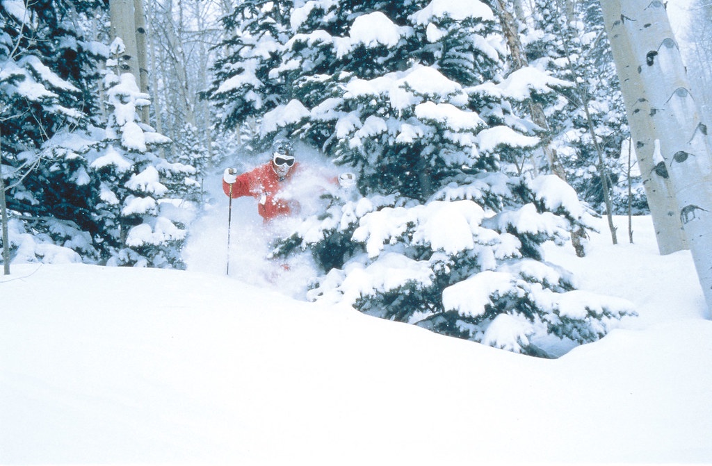 Fresh powder skiing through snow-laden trees in pristine winter wilderness.