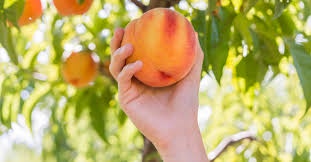 Palisade's world famous peach orchards and tours