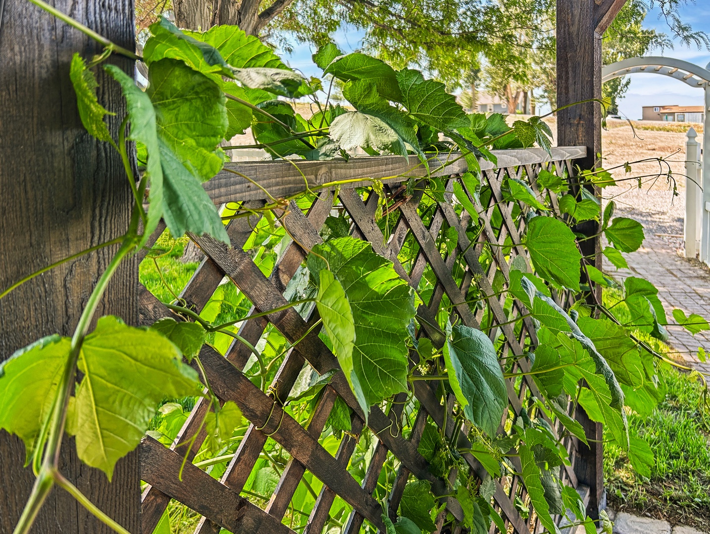 Lush vines climb a rustic lattice fence, adding natural privacy and charm.