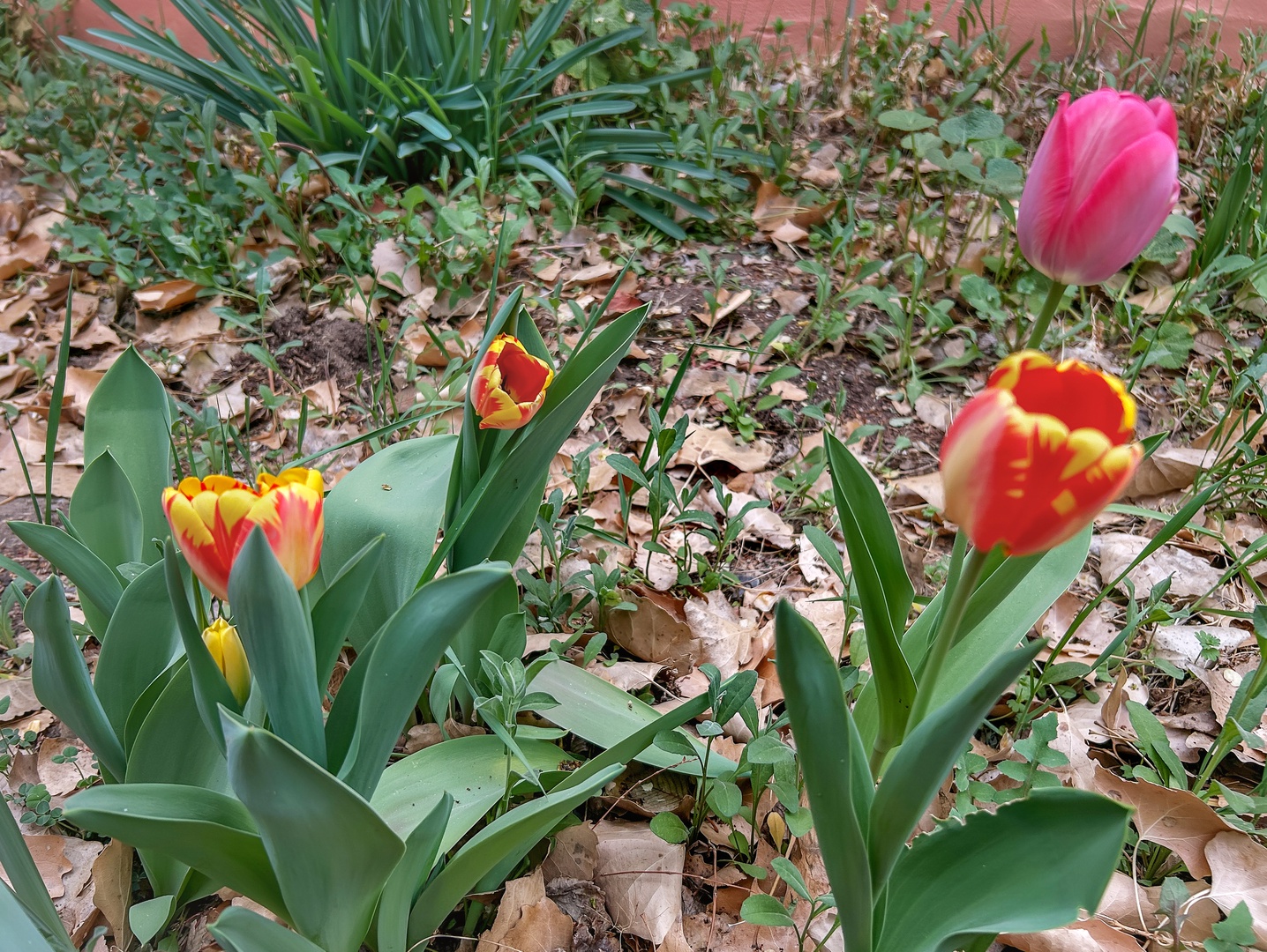 Vibrant tulips bloom in the property's spring garden, creating a colorful welcome as you arrive for your stay.