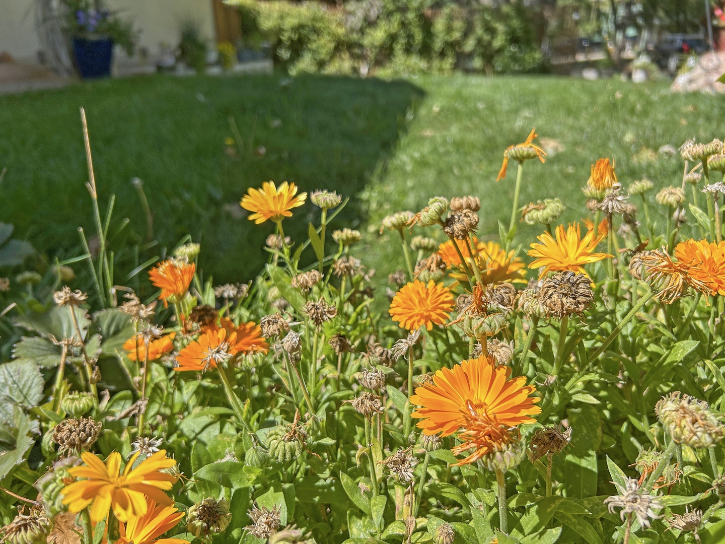 Take in the colorful backdrop of orange daisies as you soak up the calm, inviting atmosphere of the backyard.