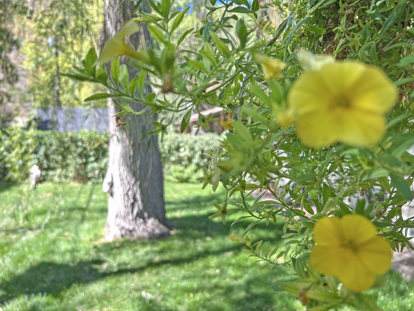 Experience the tranquility of this backyard retreat, complete with a generous shade tree and vibrant yellow blossoms.