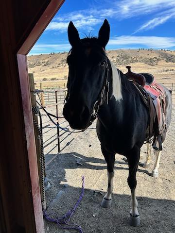 Horses located on property