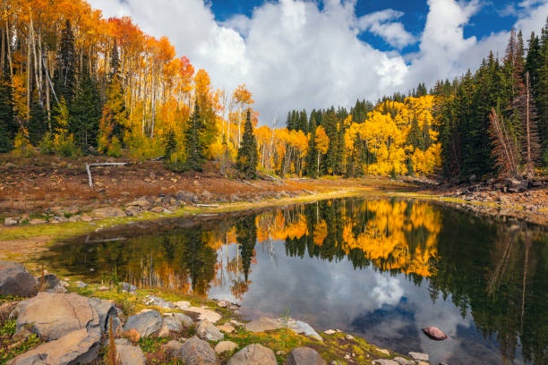 Stunning autumn landscape showcases golden aspens