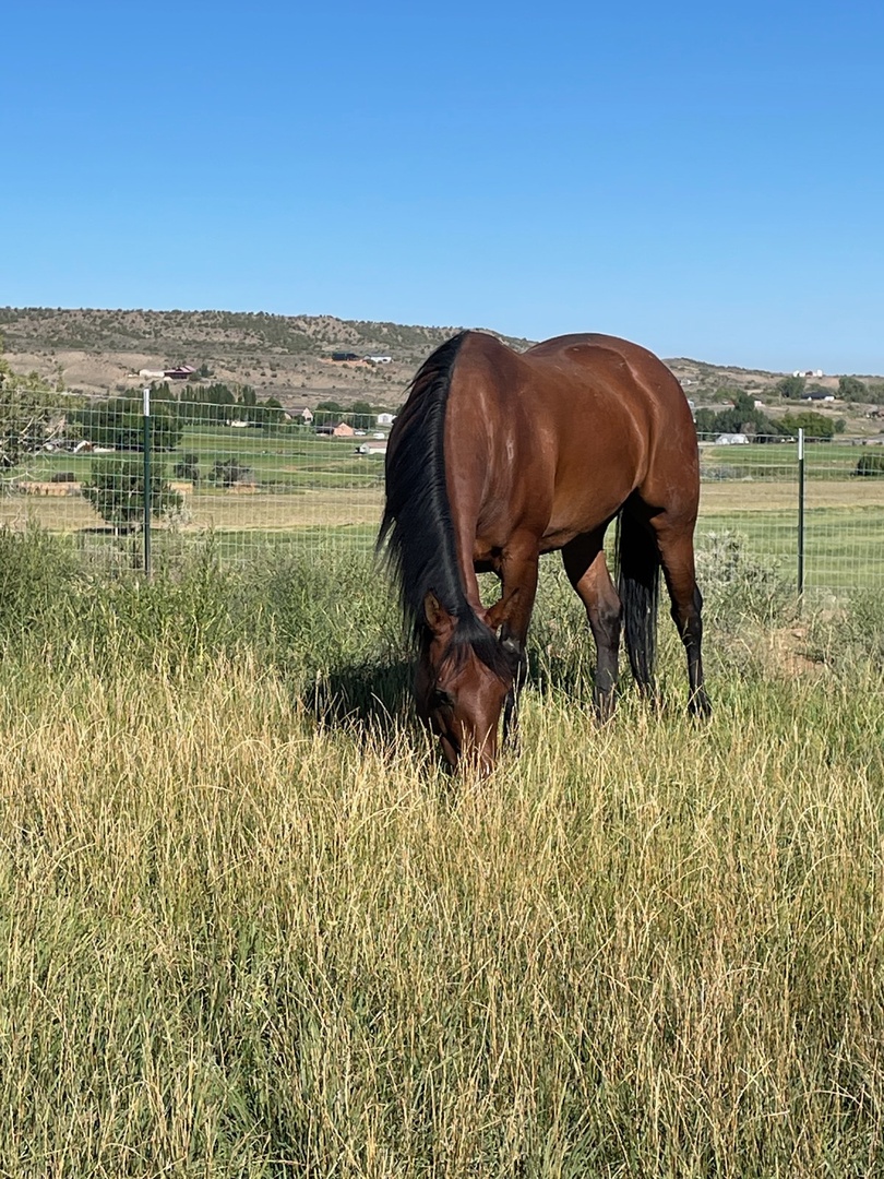 Working horse farm