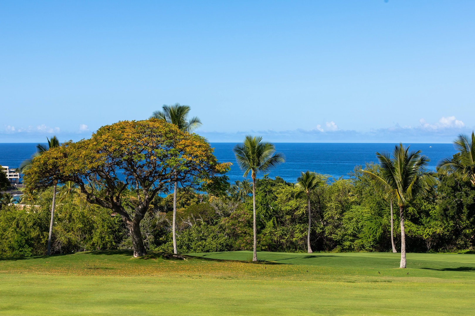 A beautifully maintained tropical landscape with vibrant palms and ocean views framing the property, offering guests a serene island escape.