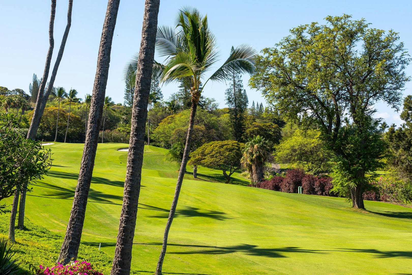 A meticulously maintained golf course surrounded by lush tropical palms and mature trees, offering a serene setting for outdoor recreation and leisure activities in a beautiful natural landscape.
