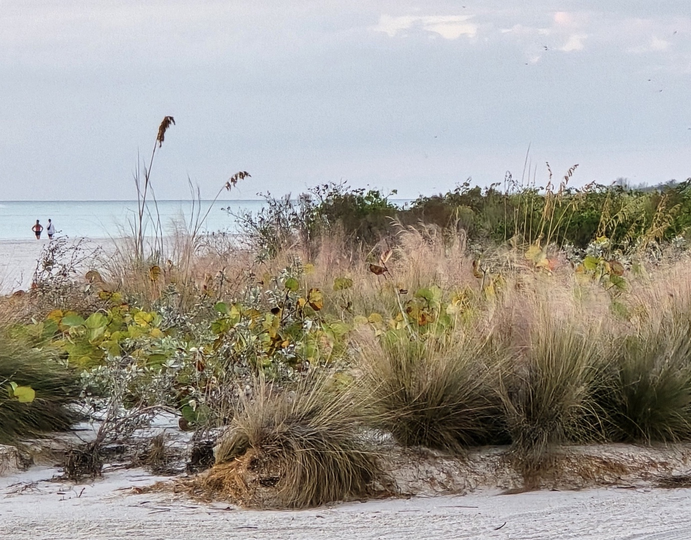 Gulf Coastal Dune Grasses
