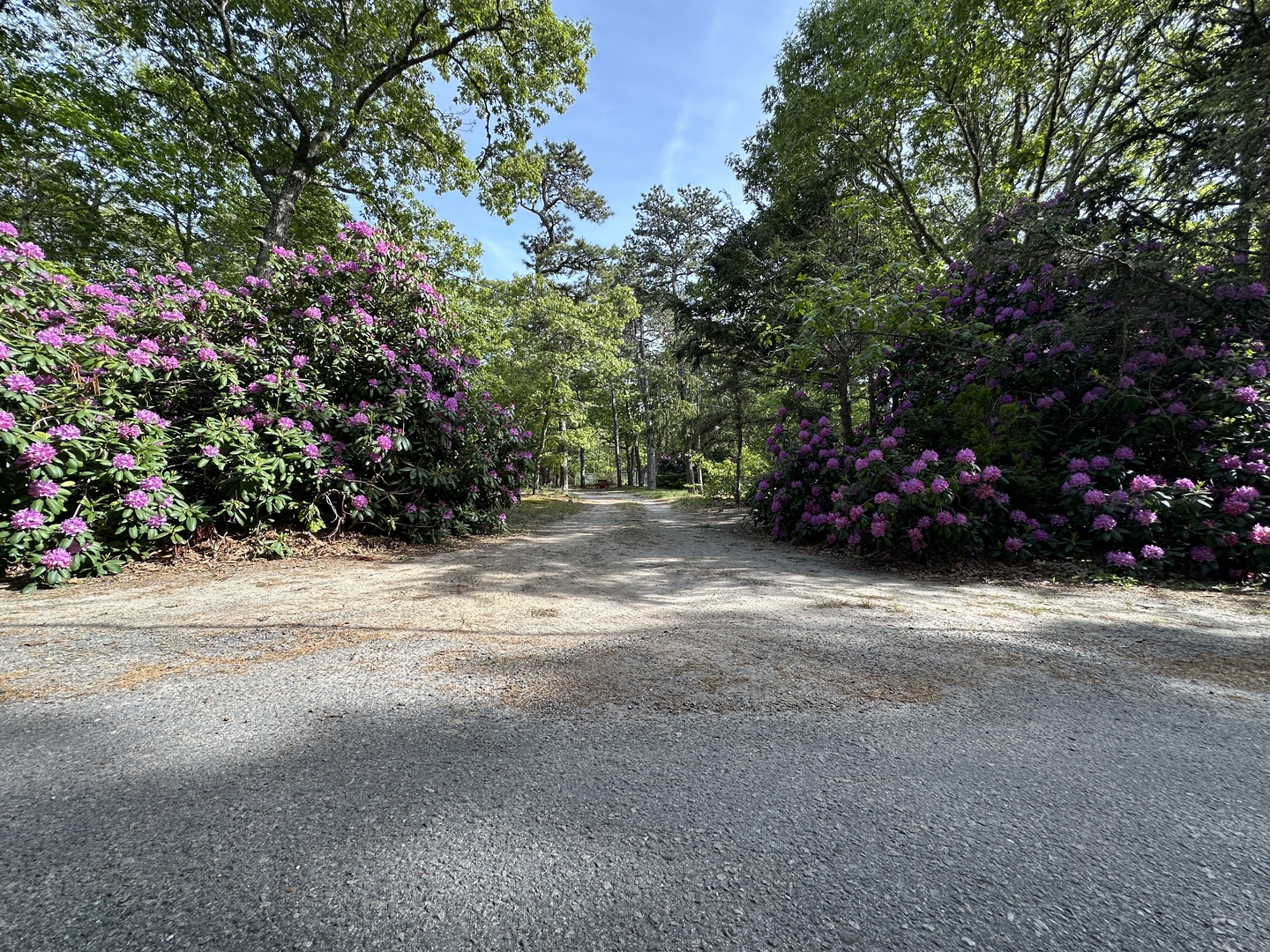 A scenic entrance driveway lined with vibrant purple blooming shrubs leads through towering trees toward the property.