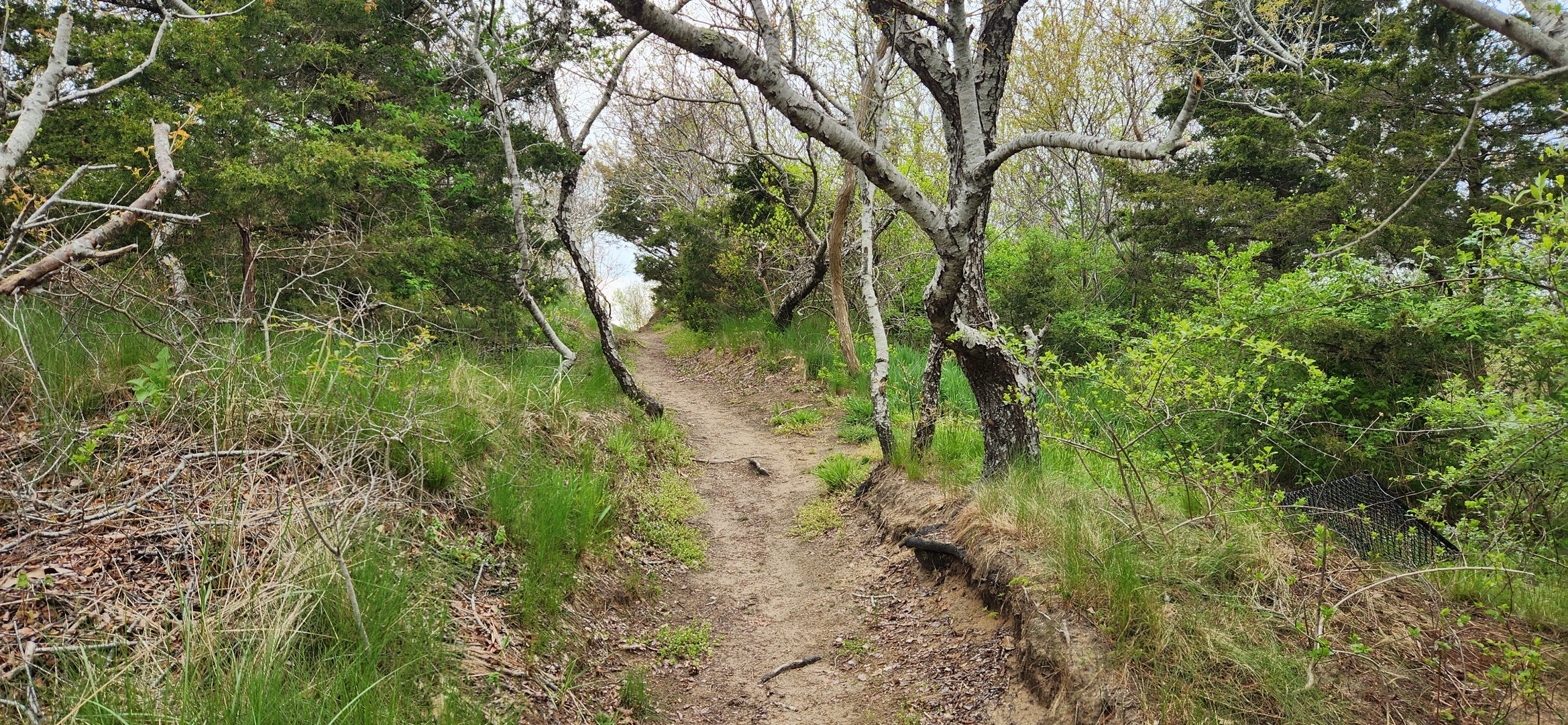 A peaceful walking trail winds through lush greenery and mature trees, perfect for nature walks and outdoor exploration near the property.
