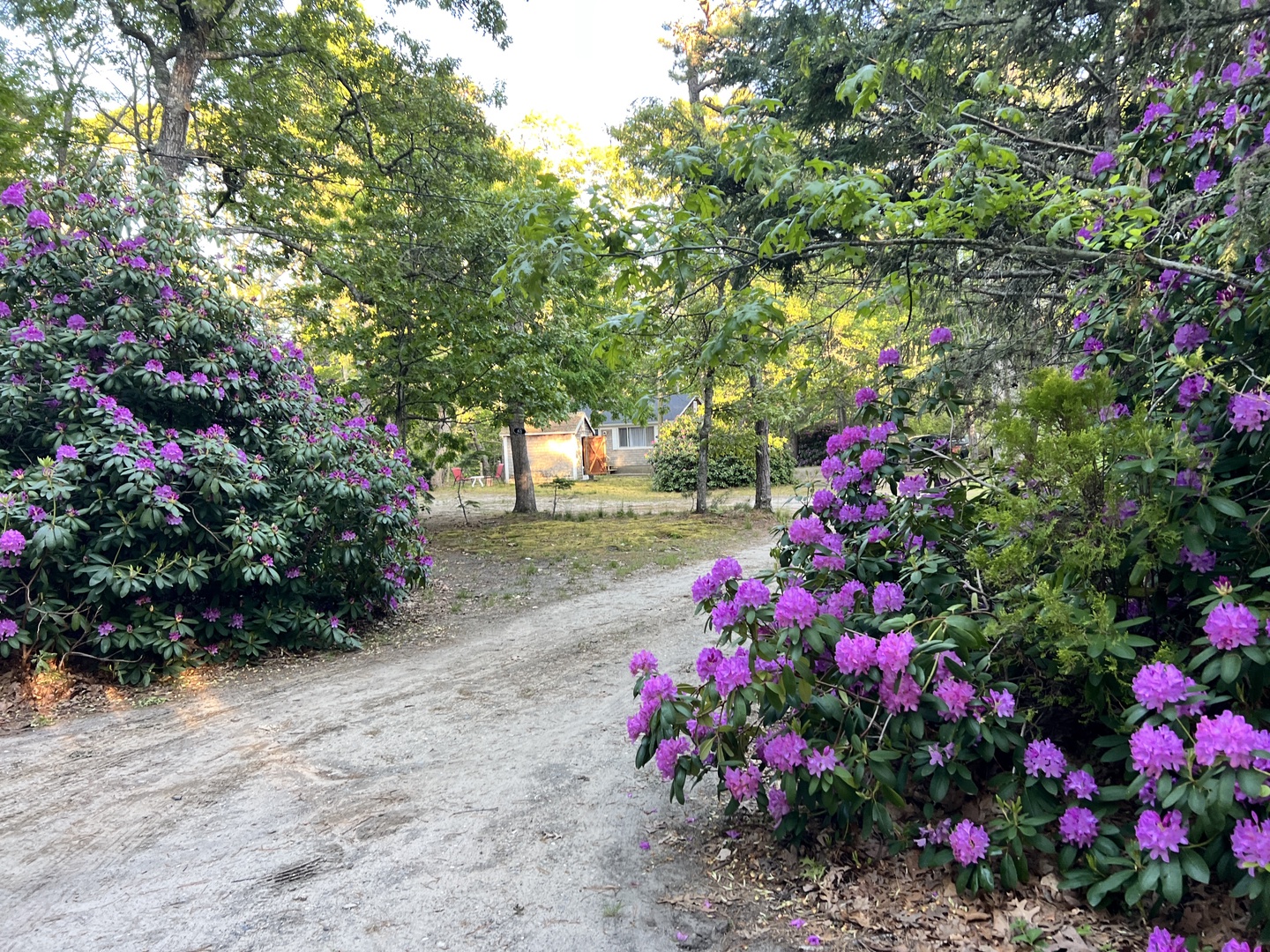 A peaceful property entrance framed by vibrant purple flowering bushes and mature trees creating a welcoming natural pathway.