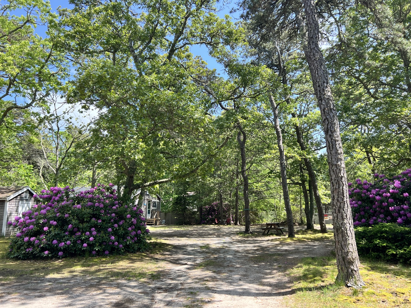 A peaceful wooded property surrounded by mature trees and vibrant flowering shrubs creating a serene natural setting.