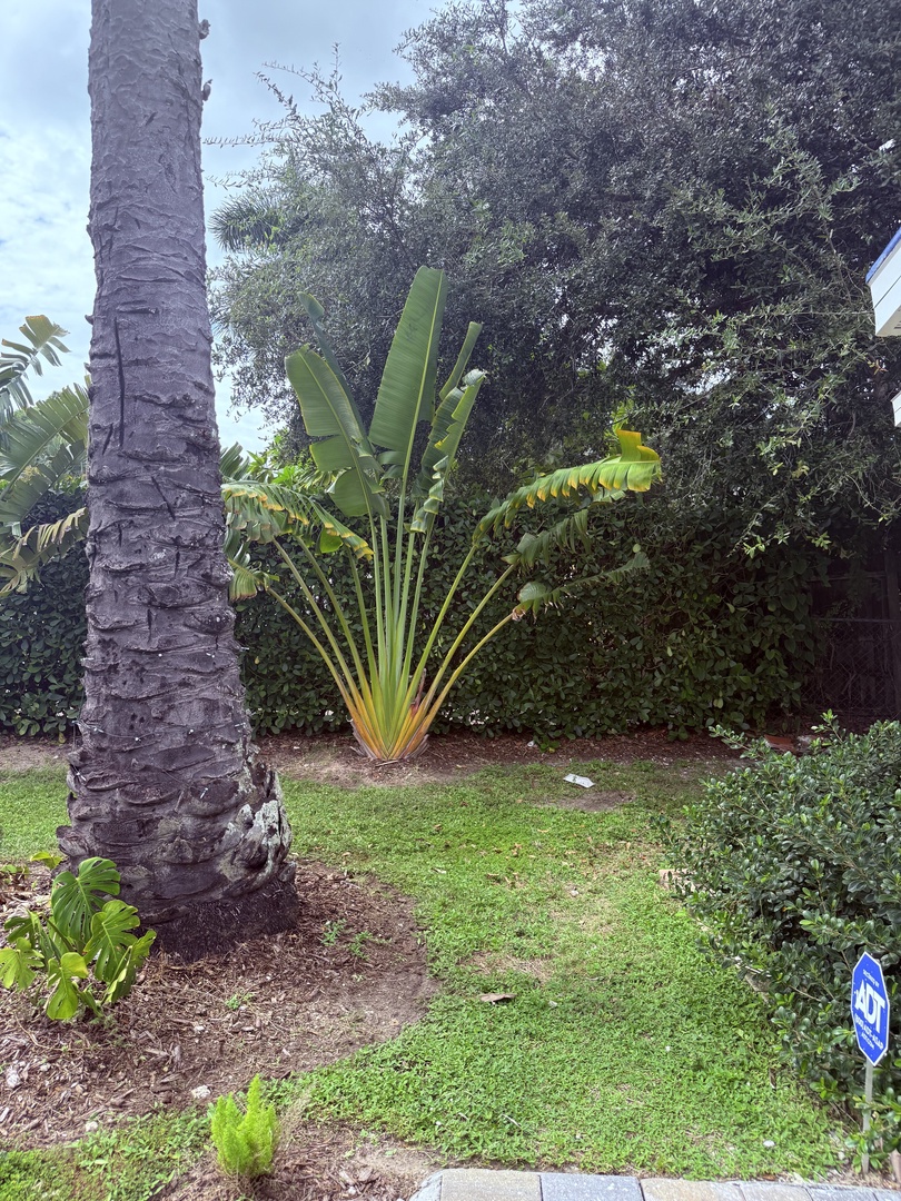 The property is surrounded by tropical landscaping and mature palm trees, creating a lush island atmosphere for your getaway.