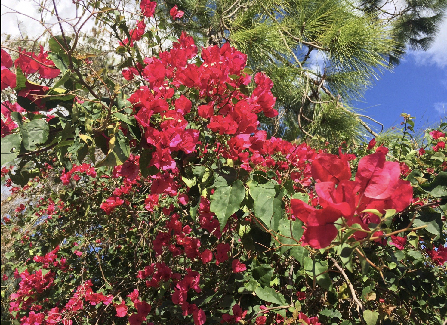 Vibrant bougainvillea blooms cascade beneath swaying palm fronds, creating a lush tropical retreat where color and warmth surround the property.