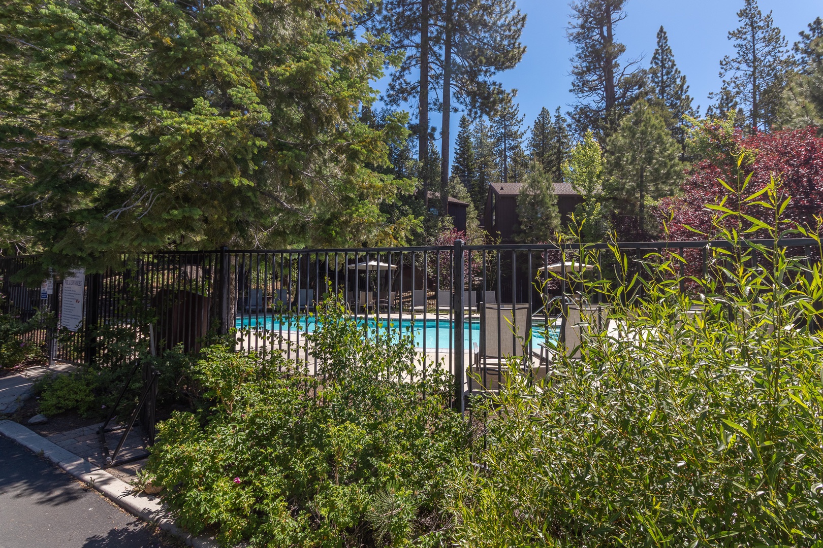 A sparkling pool nestled among towering pines and vibrant foliage offers a refreshing retreat surrounded by natural beauty and peaceful mountain scenery.