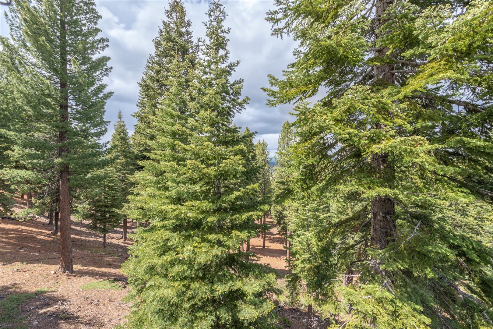 Towering pine trees surround the property, offering a peaceful, secluded mountain retreat with natural beauty at every turn.