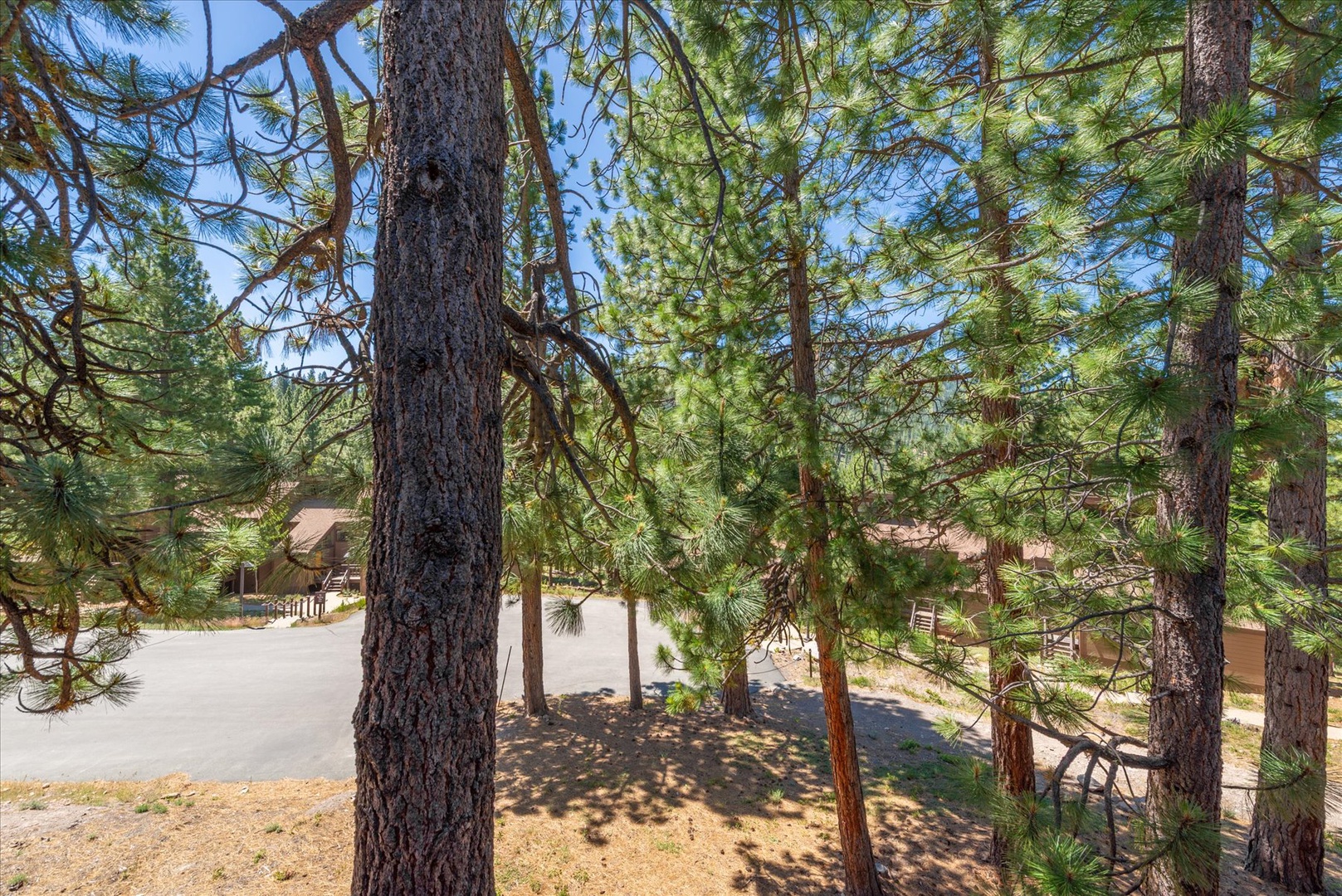 The property sits nestled among towering pines, offering a peaceful woodland setting with glimpses of the structure through the natural landscape.
