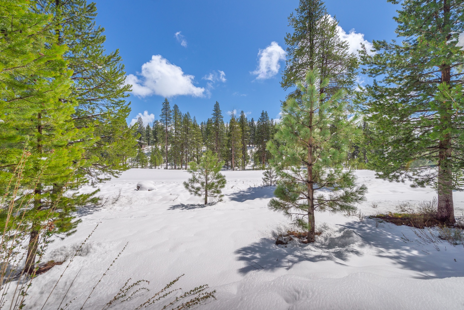 Snow-covered mountain landscape with towering pines under bright blue skies creates a stunning winter wonderland setting.