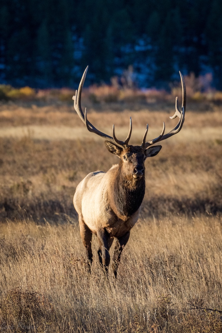 Majestic elk roams the golden grasslands near the property, showcasing the incredible wildlife viewing opportunities in this pristine natural setting.