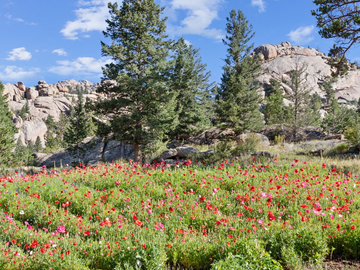Vibrant wildflower meadow blooms beneath dramatic rock formations and towering pines in this stunning natural landscape.