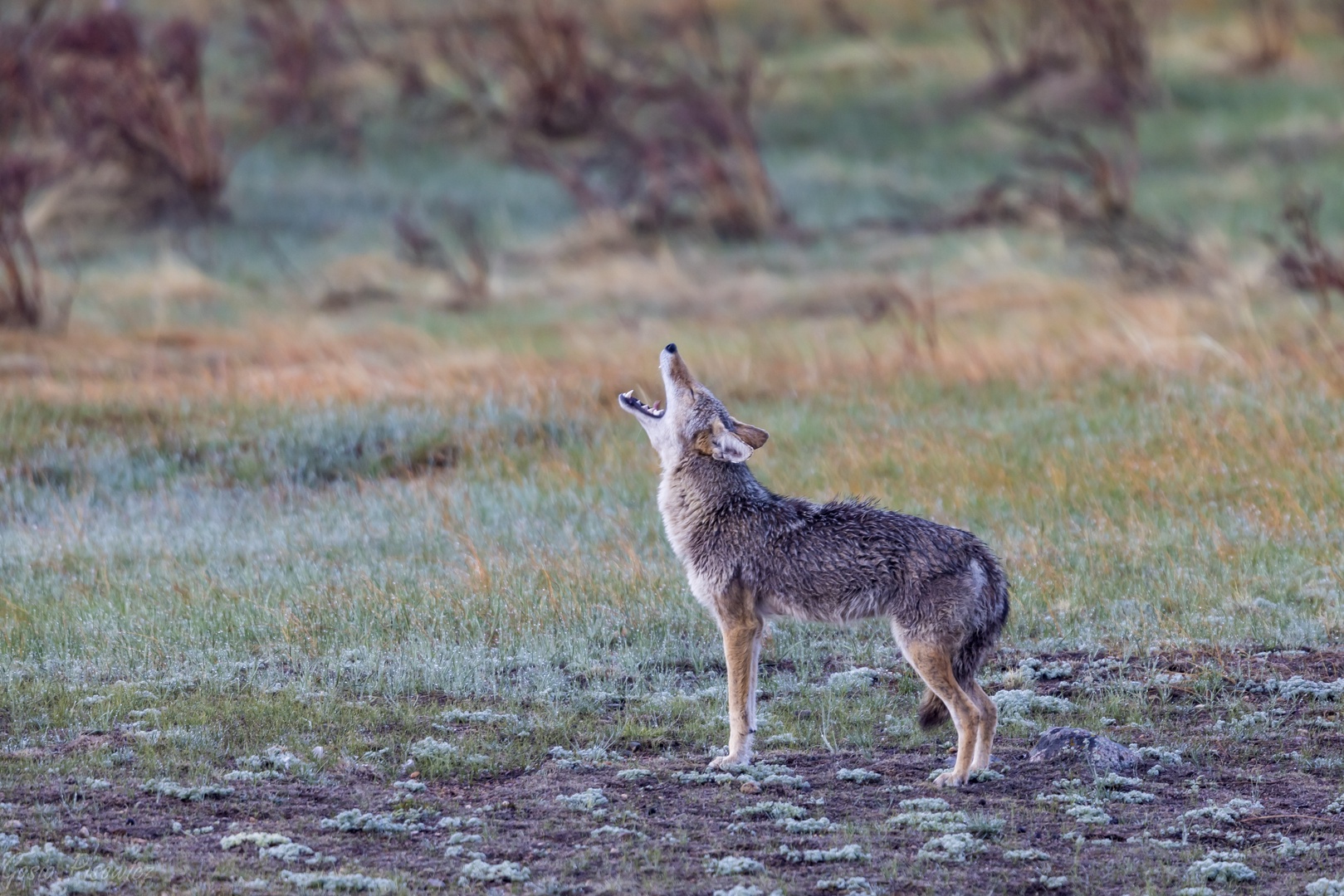 A coyote calls out across the natural landscape surrounding this wilderness retreat location.