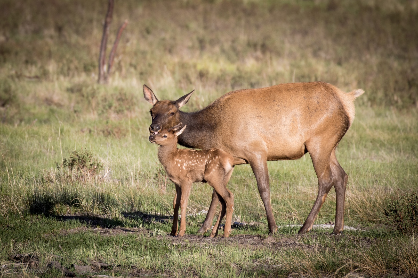 Wildlife roams freely in this natural landscape surrounding the property, offering glimpses of local deer and their young.