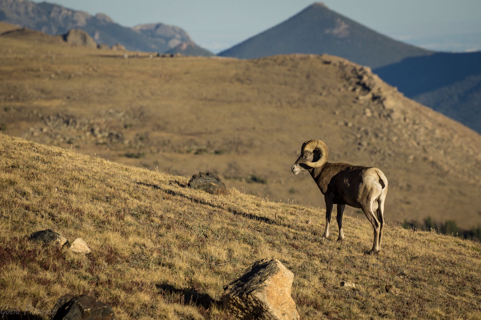 A majestic bighorn sheep stands among golden hills, showcasing the remarkable wildlife that inhabits this stunning mountain landscape.