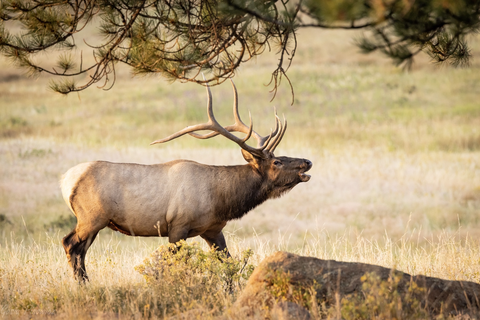 Elk frequent the area