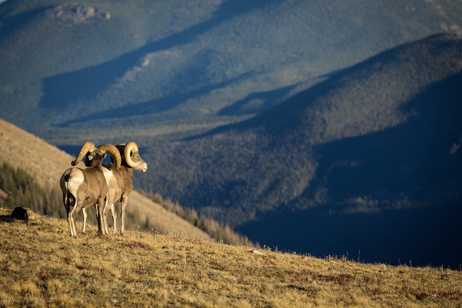 Majestic bighorn sheep stand on a sunlit hillside overlooking forested mountains, part of the stunning natural landscape surrounding the property.