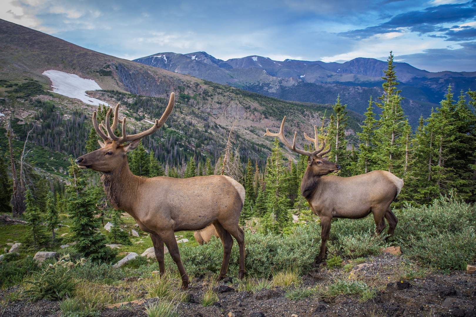 Majestic elk graze among alpine meadows with dramatic mountain peaks rising in the distance.