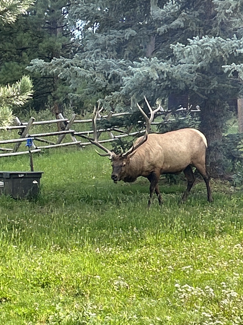 Majestic elk grazing peacefully in the natural landscape surrounding the property.