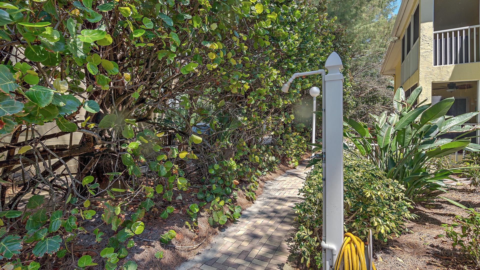 A narrow brick pathway surrounded by dense green foliage with a white outdoor shower fixture and a yellow hose on the right side.