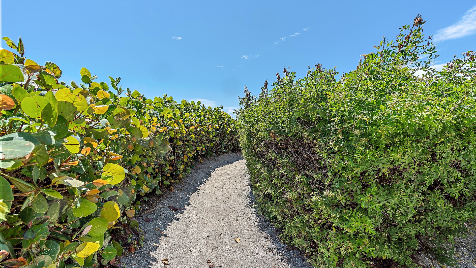 A narrow dirt path winds between tall, dense green bushes under a clear blue sky.